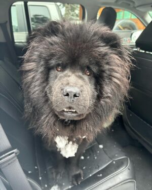 Chelsea Handler Instagram - The snow has arrived and I have a revolving door of visitors coming to visit, and it is all very happy making. I’ve got my friends, my dogs, and lots and lots of vitamins.