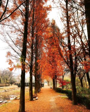 Choi Tae-joon Instagram - 🍁