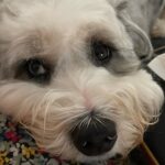 Chrissy Metz Instagram - The sweetest girl. Happy #nationaldogday, Mabes!!!