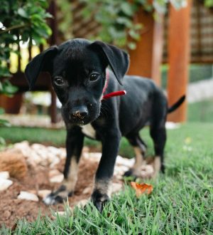 Christian Figueiredo Instagram - A FAMÍLIA AUMENTOU! 👨‍👩‍👦‍👦🐱🐱🐶
sim, adotamos uma cachorrinha! e agora precisamos da ajuda de vocês! qual nome devemos colocar? ela tem cara de quê? 🥹❤️