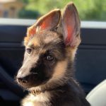 Christian Navarro Instagram - My little model. Not pictured, Dani, in my lap, enjoying her cuddles.