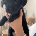 Clark Gregg Instagram - Two years ago today It was my good fortune to rescue this perfect beautiful friend. There was some very mutual rescuing going on. #ILoveLucy @stellagregg @loveleorescue