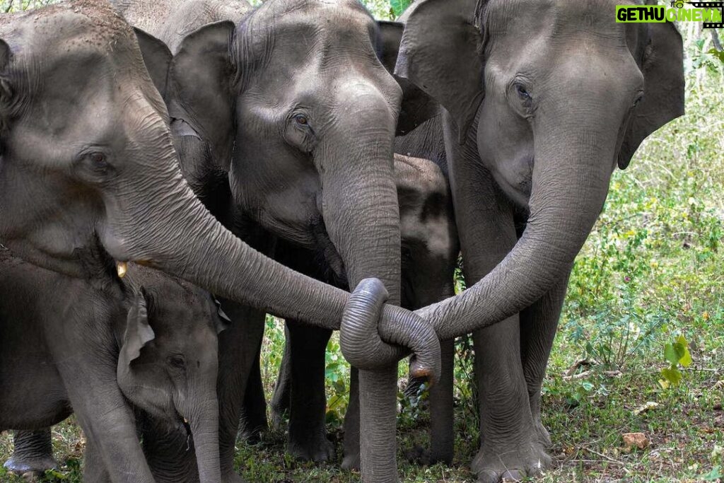 Clark Gregg Instagram - Elephants mourning together. Photo by Nachiketha Sharma