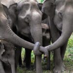 Clark Gregg Instagram - Elephants mourning together. Photo by Nachiketha Sharma
