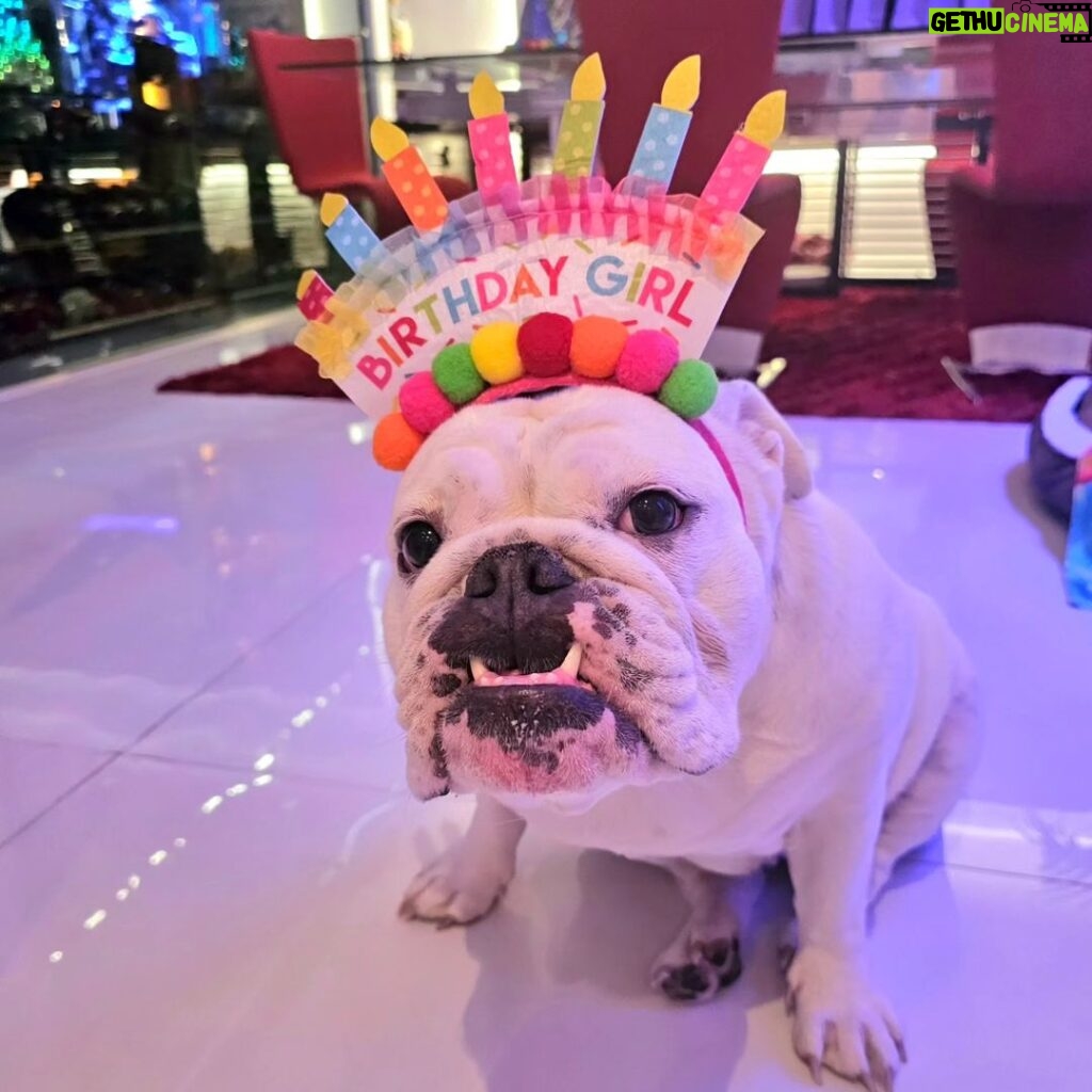Coco Austin Instagram - Alexus showing off her grill for her birthday..I think she is smling..lol ..She didn't seem to like the hat change in the next pic..Alexus knew what fashion statement she wanted. HAHA She recently turned 5!!🎂🥳🎉💖 She is the mother to 2 of my other bulldogs Sparty and Titan - @spartandmaxandlex #bulldogsofinstagram #bulldogs #bulldogfamily