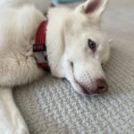 Cody Runnels Instagram - Pharaoh & Yeti Pinkerton 📸