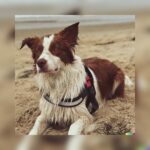 Colton Underwood Instagram - a Sunday dog dad series ♥️