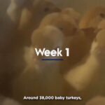 Cooper Barnes Instagram - This is your Thanksgiving Turkey. #FriendsNotFood #keepcrueltyoffyourplate 🦃