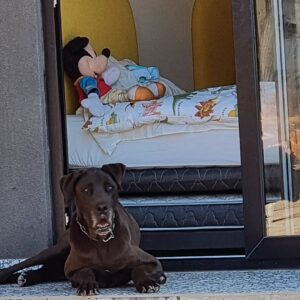 Cristián Riquelme Instagram - La lealtad de un perro me conmueve. La dedicación a estar siempre buscando la instancia de cariño.  Mis perros están siempre al lado de mis hijos, duermen afuera de sus piezas en una instinto de protección inherente. Claro, son perros de guardia entrenados. Pero a pesar de eso siempre están alertas de lo que pasa a su alrededor, respetando el juego  a sus amos y nosotros haciéndolos parte de la familia... Tienen perros? Como se llaman? Que significan para ustedes? #perros #amor #familia