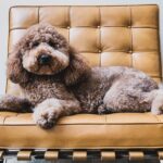 D-Nice Instagram – Charles in Charge is all over my Barcelona after getting a fresh cut today. @theycallmecq #goldendoodle #goldendoodlesofinstagram Los Angeles, California