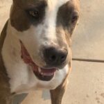 D.B. Woodside Instagram - Calling all Dog LOVERS!!! Meet Mia!!!! 🥰 Mia is a 3 year old love bug in need of a home. She is healthy and has all of her shots and has been spayed. She has lived with kids (6 & 11 years old) and loves them. She might love them a bit too much as in she gets super excited playing with kids and has caused a tumble or two with her exuberance! ☺️ Mia is about 40 pounds and has lived with a smaller dog and she plays well with him! We don’t know how she is with cats. Mia needs some work with walking on a leash. But she is smart and will learn quickly. Mia’s pawrents have fallen on tough times due to Covid and can’t keep her. She is so deserving of a good home. She is a complete love bug. If we can find a foster for her a rescue will be able to keep her safe until we can find her a forever home. Please email: miaforeverhome@Gmail.com and we will send you a foster application. Let’s find Mia a home. ❤️