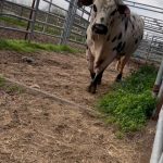 Dana White Instagram – #TwistedSteel loading into the trailer headed to the U.S. Border Patrol @pbr Unleash The Beast in Jacksonville. Watch him buck LIVE SATURDAY! @dennisdavisbuckingbulls