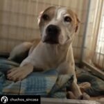 Dani Rovira Instagram - • @chuchos_sincasa Nosotros apechugamos siempre, pero llega un momento que las capacidades son limitadas y no puedes ayudar en todo lo que quisieras. Hacemos una labor de corazón, para ayudar a los animales, pero lo que también está claro es que es un problema social del que debería encargarse el estado, y no lo hace o lo hace deficientemente. Estos dos son Rima y Titán. A Rima la recogieron el otro día en la carretera, en un pueblo de aquí al lado, es una perra de poco más de un año, majísima y cariñosa, con cosas que aprender, pero un amor. Nos hemos hecho cargo de ella. Al poco nos han vuelto a llamar de este pueblo, se que es gente con buena voluntad que quiere ayudar y no sabe cómo, pero claro, yo no puedo cubrir ese servicio indefinidamente porque no somos ricos. Así que dije que no, que lo siento mucho, pero no doy para más, tengo casi cien perros mas de sesenta de la prote, en fin una locura. A Titán le abandonó aquí su dueña, habiéndolo dejado en residencia. Un perro de once años, más bueno que el pan. Le han tenido que quitar dos tumores de las mamas y le están examinando porque creen que tiene algo en el intestino, así que estamos de pruebas. Está en una casa de acogida donde le cuidan de lujo. Si estás pensando en como puedes ayudarnos, hay muchas maneras. Desde venir a hacer voluntariado, como apoyarnos con el teaming, donativos, pienso, medicinas. Hacemos lo que podemos con lo que tenemos, no hay más. Bastante que no nos dejamos la cabeza por el camino. Si quieres adoptar escríbenos. Sino puedes apadrinar o simplemente difundir y estarás echándonos una mano para poder seguir con nuestra labor. A pesar de todo y contra lo que venga, seguiremos aquí. Contacto: 💌 chuchosconclase@gmail.com 📞 674969679 ➡️ Como puedes ayudarnos: ▪️Haz teaming por solo 1€ al mes: www.teaming.net/a-p-achuchossincasa ▪️Haz un donativo: www.paypal.me/chuchossincasa ▶️Nuestra cuenta: ES48 2100 4814 8522 0005 5221 Titular: A.P.A. Chuchos Sin Casa