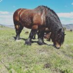 Dani Rovira Instagram - El caballo vasco. ♥️ 🐴 #Pottoka Orduña