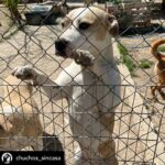 Dani Rovira Instagram - • @chuchos_sincasa Nosotros apechugamos siempre, pero llega un momento que las capacidades son limitadas y no puedes ayudar en todo lo que quisieras. Hacemos una labor de corazón, para ayudar a los animales, pero lo que también está claro es que es un problema social del que debería encargarse el estado, y no lo hace o lo hace deficientemente. Estos dos son Rima y Titán. A Rima la recogieron el otro día en la carretera, en un pueblo de aquí al lado, es una perra de poco más de un año, majísima y cariñosa, con cosas que aprender, pero un amor. Nos hemos hecho cargo de ella. Al poco nos han vuelto a llamar de este pueblo, se que es gente con buena voluntad que quiere ayudar y no sabe cómo, pero claro, yo no puedo cubrir ese servicio indefinidamente porque no somos ricos. Así que dije que no, que lo siento mucho, pero no doy para más, tengo casi cien perros mas de sesenta de la prote, en fin una locura. A Titán le abandonó aquí su dueña, habiéndolo dejado en residencia. Un perro de once años, más bueno que el pan. Le han tenido que quitar dos tumores de las mamas y le están examinando porque creen que tiene algo en el intestino, así que estamos de pruebas. Está en una casa de acogida donde le cuidan de lujo. Si estás pensando en como puedes ayudarnos, hay muchas maneras. Desde venir a hacer voluntariado, como apoyarnos con el teaming, donativos, pienso, medicinas. Hacemos lo que podemos con lo que tenemos, no hay más. Bastante que no nos dejamos la cabeza por el camino. Si quieres adoptar escríbenos. Sino puedes apadrinar o simplemente difundir y estarás echándonos una mano para poder seguir con nuestra labor. A pesar de todo y contra lo que venga, seguiremos aquí. Contacto: 💌 chuchosconclase@gmail.com 📞 674969679 ➡️ Como puedes ayudarnos: ▪️Haz teaming por solo 1€ al mes: www.teaming.net/a-p-achuchossincasa ▪️Haz un donativo: www.paypal.me/chuchossincasa ▶️Nuestra cuenta: ES48 2100 4814 8522 0005 5221 Titular: A.P.A. Chuchos Sin Casa