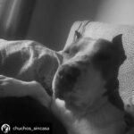 Dani Rovira Instagram - • @chuchos_sincasa Nosotros apechugamos siempre, pero llega un momento que las capacidades son limitadas y no puedes ayudar en todo lo que quisieras. Hacemos una labor de corazón, para ayudar a los animales, pero lo que también está claro es que es un problema social del que debería encargarse el estado, y no lo hace o lo hace deficientemente. Estos dos son Rima y Titán. A Rima la recogieron el otro día en la carretera, en un pueblo de aquí al lado, es una perra de poco más de un año, majísima y cariñosa, con cosas que aprender, pero un amor. Nos hemos hecho cargo de ella. Al poco nos han vuelto a llamar de este pueblo, se que es gente con buena voluntad que quiere ayudar y no sabe cómo, pero claro, yo no puedo cubrir ese servicio indefinidamente porque no somos ricos. Así que dije que no, que lo siento mucho, pero no doy para más, tengo casi cien perros mas de sesenta de la prote, en fin una locura. A Titán le abandonó aquí su dueña, habiéndolo dejado en residencia. Un perro de once años, más bueno que el pan. Le han tenido que quitar dos tumores de las mamas y le están examinando porque creen que tiene algo en el intestino, así que estamos de pruebas. Está en una casa de acogida donde le cuidan de lujo. Si estás pensando en como puedes ayudarnos, hay muchas maneras. Desde venir a hacer voluntariado, como apoyarnos con el teaming, donativos, pienso, medicinas. Hacemos lo que podemos con lo que tenemos, no hay más. Bastante que no nos dejamos la cabeza por el camino. Si quieres adoptar escríbenos. Sino puedes apadrinar o simplemente difundir y estarás echándonos una mano para poder seguir con nuestra labor. A pesar de todo y contra lo que venga, seguiremos aquí. Contacto: 💌 chuchosconclase@gmail.com 📞 674969679 ➡️ Como puedes ayudarnos: ▪️Haz teaming por solo 1€ al mes: www.teaming.net/a-p-achuchossincasa ▪️Haz un donativo: www.paypal.me/chuchossincasa ▶️Nuestra cuenta: ES48 2100 4814 8522 0005 5221 Titular: A.P.A. Chuchos Sin Casa