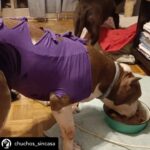 Dani Rovira Instagram - • @chuchos_sincasa Nosotros apechugamos siempre, pero llega un momento que las capacidades son limitadas y no puedes ayudar en todo lo que quisieras. Hacemos una labor de corazón, para ayudar a los animales, pero lo que también está claro es que es un problema social del que debería encargarse el estado, y no lo hace o lo hace deficientemente. Estos dos son Rima y Titán. A Rima la recogieron el otro día en la carretera, en un pueblo de aquí al lado, es una perra de poco más de un año, majísima y cariñosa, con cosas que aprender, pero un amor. Nos hemos hecho cargo de ella. Al poco nos han vuelto a llamar de este pueblo, se que es gente con buena voluntad que quiere ayudar y no sabe cómo, pero claro, yo no puedo cubrir ese servicio indefinidamente porque no somos ricos. Así que dije que no, que lo siento mucho, pero no doy para más, tengo casi cien perros mas de sesenta de la prote, en fin una locura. A Titán le abandonó aquí su dueña, habiéndolo dejado en residencia. Un perro de once años, más bueno que el pan. Le han tenido que quitar dos tumores de las mamas y le están examinando porque creen que tiene algo en el intestino, así que estamos de pruebas. Está en una casa de acogida donde le cuidan de lujo. Si estás pensando en como puedes ayudarnos, hay muchas maneras. Desde venir a hacer voluntariado, como apoyarnos con el teaming, donativos, pienso, medicinas. Hacemos lo que podemos con lo que tenemos, no hay más. Bastante que no nos dejamos la cabeza por el camino. Si quieres adoptar escríbenos. Sino puedes apadrinar o simplemente difundir y estarás echándonos una mano para poder seguir con nuestra labor. A pesar de todo y contra lo que venga, seguiremos aquí. Contacto: 💌 chuchosconclase@gmail.com 📞 674969679 ➡️ Como puedes ayudarnos: ▪️Haz teaming por solo 1€ al mes: www.teaming.net/a-p-achuchossincasa ▪️Haz un donativo: www.paypal.me/chuchossincasa ▶️Nuestra cuenta: ES48 2100 4814 8522 0005 5221 Titular: A.P.A. Chuchos Sin Casa