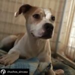 Dani Rovira Instagram - • @chuchos_sincasa Nosotros apechugamos siempre, pero llega un momento que las capacidades son limitadas y no puedes ayudar en todo lo que quisieras. Hacemos una labor de corazón, para ayudar a los animales, pero lo que también está claro es que es un problema social del que debería encargarse el estado, y no lo hace o lo hace deficientemente. Estos dos son Rima y Titán. A Rima la recogieron el otro día en la carretera, en un pueblo de aquí al lado, es una perra de poco más de un año, majísima y cariñosa, con cosas que aprender, pero un amor. Nos hemos hecho cargo de ella. Al poco nos han vuelto a llamar de este pueblo, se que es gente con buena voluntad que quiere ayudar y no sabe cómo, pero claro, yo no puedo cubrir ese servicio indefinidamente porque no somos ricos. Así que dije que no, que lo siento mucho, pero no doy para más, tengo casi cien perros mas de sesenta de la prote, en fin una locura. A Titán le abandonó aquí su dueña, habiéndolo dejado en residencia. Un perro de once años, más bueno que el pan. Le han tenido que quitar dos tumores de las mamas y le están examinando porque creen que tiene algo en el intestino, así que estamos de pruebas. Está en una casa de acogida donde le cuidan de lujo. Si estás pensando en como puedes ayudarnos, hay muchas maneras. Desde venir a hacer voluntariado, como apoyarnos con el teaming, donativos, pienso, medicinas. Hacemos lo que podemos con lo que tenemos, no hay más. Bastante que no nos dejamos la cabeza por el camino. Si quieres adoptar escríbenos. Sino puedes apadrinar o simplemente difundir y estarás echándonos una mano para poder seguir con nuestra labor. A pesar de todo y contra lo que venga, seguiremos aquí. Contacto: 💌 chuchosconclase@gmail.com 📞 674969679 ➡️ Como puedes ayudarnos: ▪️Haz teaming por solo 1€ al mes: www.teaming.net/a-p-achuchossincasa ▪️Haz un donativo: www.paypal.me/chuchossincasa ▶️Nuestra cuenta: ES48 2100 4814 8522 0005 5221 Titular: A.P.A. Chuchos Sin Casa