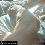 Dani Rovira Instagram - • @chuchos_sincasa Nosotros apechugamos siempre, pero llega un momento que las capacidades son limitadas y no puedes ayudar en todo lo que quisieras. Hacemos una labor de corazón, para ayudar a los animales, pero lo que también está claro es que es un problema social del que debería encargarse el estado, y no lo hace o lo hace deficientemente. Estos dos son Rima y Titán. A Rima la recogieron el otro día en la carretera, en un pueblo de aquí al lado, es una perra de poco más de un año, majísima y cariñosa, con cosas que aprender, pero un amor. Nos hemos hecho cargo de ella. Al poco nos han vuelto a llamar de este pueblo, se que es gente con buena voluntad que quiere ayudar y no sabe cómo, pero claro, yo no puedo cubrir ese servicio indefinidamente porque no somos ricos. Así que dije que no, que lo siento mucho, pero no doy para más, tengo casi cien perros mas de sesenta de la prote, en fin una locura. A Titán le abandonó aquí su dueña, habiéndolo dejado en residencia. Un perro de once años, más bueno que el pan. Le han tenido que quitar dos tumores de las mamas y le están examinando porque creen que tiene algo en el intestino, así que estamos de pruebas. Está en una casa de acogida donde le cuidan de lujo. Si estás pensando en como puedes ayudarnos, hay muchas maneras. Desde venir a hacer voluntariado, como apoyarnos con el teaming, donativos, pienso, medicinas. Hacemos lo que podemos con lo que tenemos, no hay más. Bastante que no nos dejamos la cabeza por el camino. Si quieres adoptar escríbenos. Sino puedes apadrinar o simplemente difundir y estarás echándonos una mano para poder seguir con nuestra labor. A pesar de todo y contra lo que venga, seguiremos aquí. Contacto: 💌 chuchosconclase@gmail.com 📞 674969679 ➡️ Como puedes ayudarnos: ▪️Haz teaming por solo 1€ al mes: www.teaming.net/a-p-achuchossincasa ▪️Haz un donativo: www.paypal.me/chuchossincasa ▶️Nuestra cuenta: ES48 2100 4814 8522 0005 5221 Titular: A.P.A. Chuchos Sin Casa