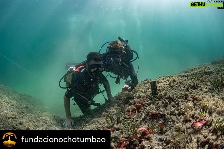 Dani Rovira Instagram - • @fundacionochotumbao 🪸 Este 2023 hemos replantado fragmentos de vida en el Mediterráneo de la mano de @arrelsmarines. 🌱🌎 Poco a poco esos fragmentos se convierten en praderas de Posidonia, uno de los ecosistemas costeros clave en la mitigación del cambio climático. En estas 📸 podéis ver uno de los momentos más especiales de la visita de @danirovira y @d10solano, patronos de Ochotumbao y @joselitorovira @arturogcampos y @javitatay3, amigos de la Fundación, junto al equipo de Arrels Marines: la expedición submarina para ver los primeros brotes de este proyecto tan ambicioso y que nos hace tanta ilusión que sea ya una realidad. 🧡 En nuestra web 🔗 podéis conocer más sobre este proyecto al que nuestra cofundadora @claralago1 ha destinado la recaudación íntegra de su colaboración con varias marcas. Fotos: @nicolau_c.pons ➕ info 👉 https://www.ochotumbao.org/causa/reforestacion-de-las-praderas-de-posidonia-en-mallorca/ #Ochotumbao