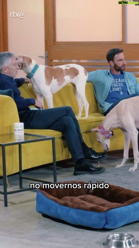 Dani Rovira Instagram - 🐶🐾¿Cómo ayudar a un perro con miedo? Ya tienes disponible el programa #UnDíaDePerros con Fernando Grande-Marlaska en #RTVEPlay