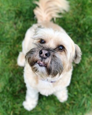 Daniel Howell Instagram - here is colin the family tibetan terrier who is too pure and good for this world and much better than a photo of me