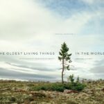 Daniel Sharman Instagram - For earth day. My dear friend @_sussman_ who's exhibition at MASS MoCA opening May 28th. Her exhibition of the oldest living things was amazing . X