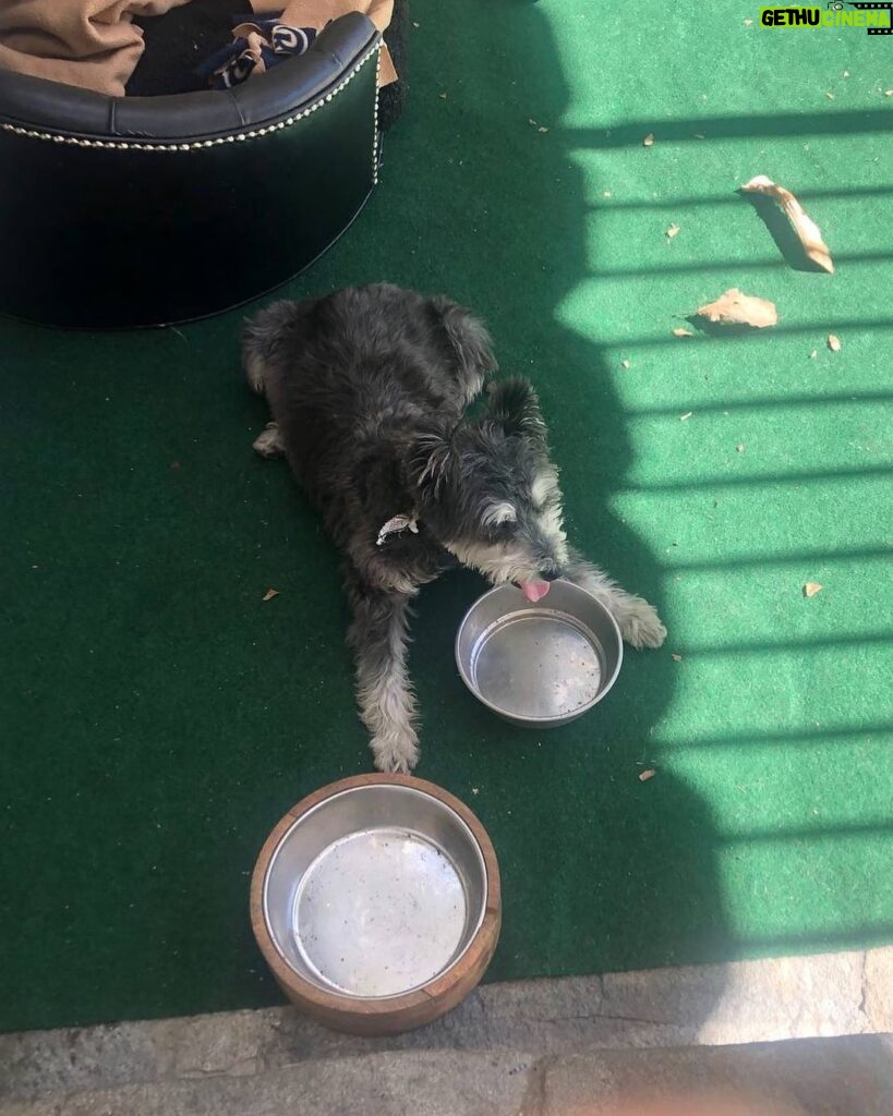 Danny Trejo Instagram - When my dog John Wesley wants to eat, he’ll let you know it by looking sad and barking loud 🐶 #dogs #bestfriends #machete