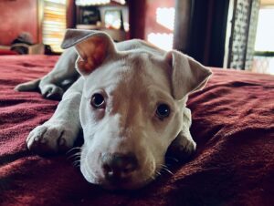 Dave Bautista Instagram - Daddy’s Home
#rescuedogs #pitbulls #goodtobehome