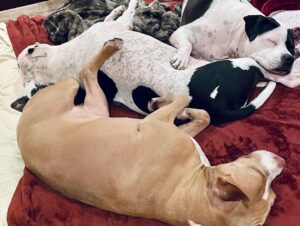 Dave Bautista Instagram - Daddy’s Home
#rescuedogs #pitbulls #goodtobehome