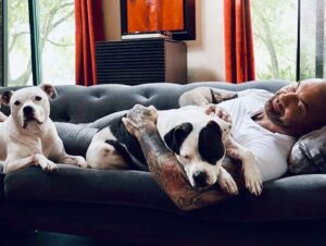 Dave Bautista Instagram - Daddy’s Home
#rescuedogs #pitbulls #goodtobehome