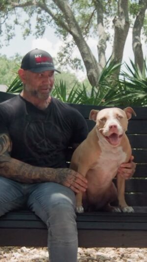 Dave Bautista Instagram - This is the story of my beautiful baby girl Penny Bautista. I’m grateful for every day I get to spend with her and my 3 other rescues. To celebrate my birthday this year, I’ll be giving instead of receiving. If you’d like to celebrate my birthday with me, please feel free to donate to my 3 favorite local organizations: @golden_ears_sanctuary @frankiesfriends @humanesocietytampa - No donation is too small. Every dollar helps a furry friend in need ❤️ #adoptdontshop #rescuepitbulls #foreverhome #saveastray
#pitbulls