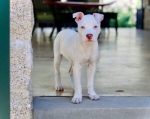 Dave Bautista Instagram - Hey all, I'd like you to meet the newest member of my Valentine’s day crew, Talulah Bautista! Big love to @prattprattpratt for introducing me to @milliebobbybrown and @joeysfriends22 - Thanks to Millie’s love for rescue animals she made it all possible for me to adopt and give Talulah a forever home! I’m so grateful, thank you! Welcome to the family Talulah! #adoptdontshop 

#HappyValentinesDay to everyone!