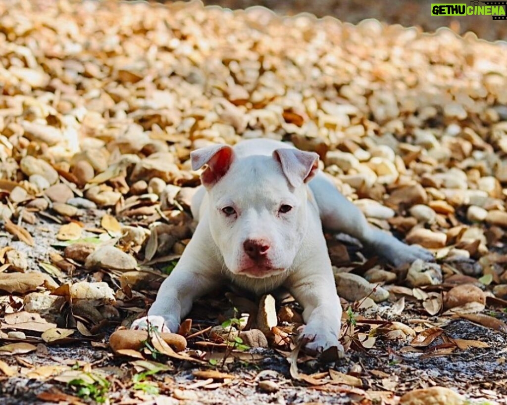 Dave Bautista Instagram - Hey all, I'd like you to meet the newest member of my Valentine’s day crew, Talulah Bautista! Big love to @prattprattpratt for introducing me to @milliebobbybrown and @joeysfriends22 - Thanks to Millie’s love for rescue animals she made it all possible for me to adopt and give Talulah a forever home! I’m so grateful, thank you! Welcome to the family Talulah! #adoptdontshop #HappyValentinesDay to everyone!