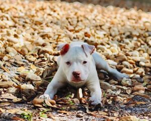 Dave Bautista Instagram - Hey all, I'd like you to meet the newest member of my Valentine’s day crew, Talulah Bautista! Big love to @prattprattpratt for introducing me to @milliebobbybrown and @joeysfriends22 - Thanks to Millie’s love for rescue animals she made it all possible for me to adopt and give Talulah a forever home! I’m so grateful, thank you! Welcome to the family Talulah! #adoptdontshop 

#HappyValentinesDay to everyone!