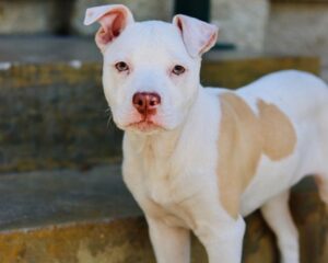 Dave Bautista Instagram - Hey all, I'd like you to meet the newest member of my Valentine’s day crew, Talulah Bautista! Big love to @prattprattpratt for introducing me to @milliebobbybrown and @joeysfriends22 - Thanks to Millie’s love for rescue animals she made it all possible for me to adopt and give Talulah a forever home! I’m so grateful, thank you! Welcome to the family Talulah! #adoptdontshop 

#HappyValentinesDay to everyone!
