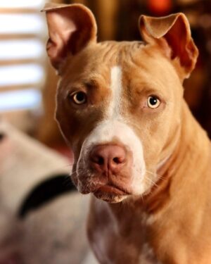 Dave Bautista Instagram - Sheltered dogs don’t mean they’re damaged, it means humans have let them down. Rescued is my favorite breed. #ShelteredPetsDay #Penny