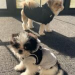 Dave Coulier Instagram - Lately. #coolerbuild #coolerdays #homebuild #dogsofinstagram #imagesbymelissacoulier
