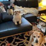 Dave Coulier Instagram - Lately. #coolerbuild #coolerdays #homebuild #dogsofinstagram #imagesbymelissacoulier