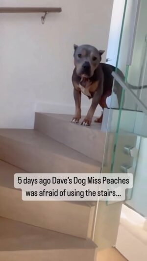 Dave Portnoy Instagram - Miss Peaches is so brave!  She graduated steps class today! @famousmisspeaches