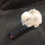 David Dobrik Instagram - Rest in peace Bailey Harambe Dobrik Ernst. We may have had our differences, but the joy you brought Alex could never be matched. Enjoy your mountain of carrots in bunny heaven 😇