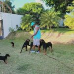 David Ortiz Instagram - My dogs are like my kids l'll do whatever it take for them to be healthy & happy haha ....happy & fox do not get mad at daddy😊😊 Mis perros son Como mis hijos hago lo que sea Para protegerlos....happy & fox no se quillen con daddy 🤣🤣