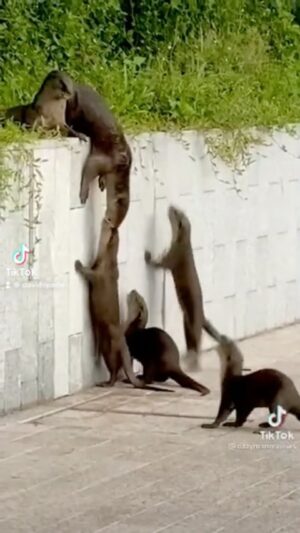 David Spade Instagram - These otters were not cool. #nohops #animals #ottersoftiktok #natgeo