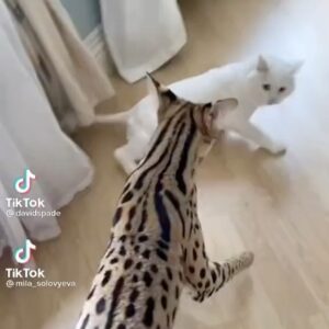 David Spade Instagram - Oh gross im on tikky tok.  Ps look what my nest cam and microphone caught in my living room. 🐱 🐅. #mattdamon