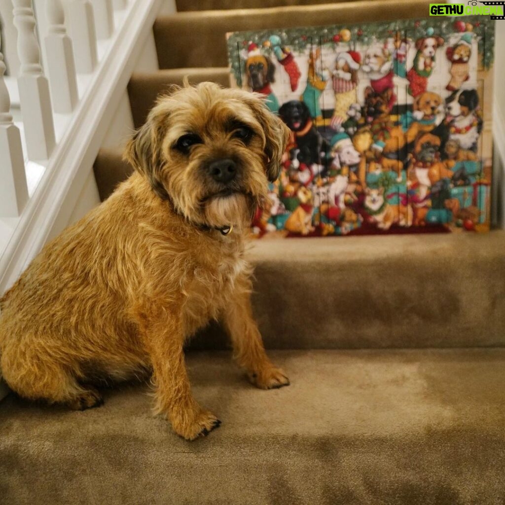 David Walliams Instagram - Ernie & his advent calendar.