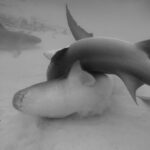 David Walliams Instagram - Sharks mating.