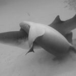 David Walliams Instagram - Sharks mating.