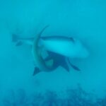 David Walliams Instagram - Sharks mating.