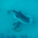 David Walliams Instagram - Sharks mating.