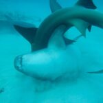 David Walliams Instagram - Sharks mating.